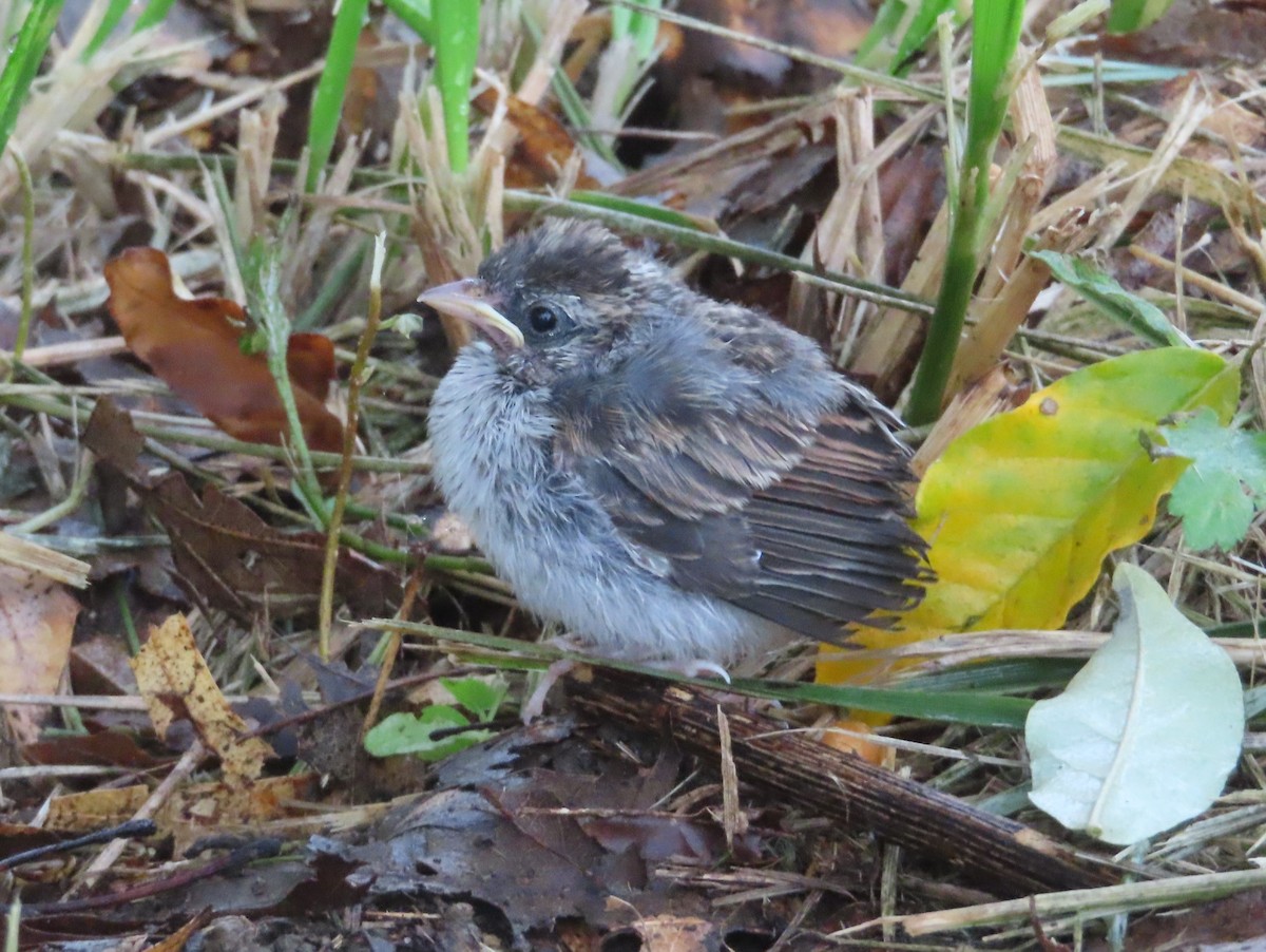 Chipping Sparrow - ML600293081