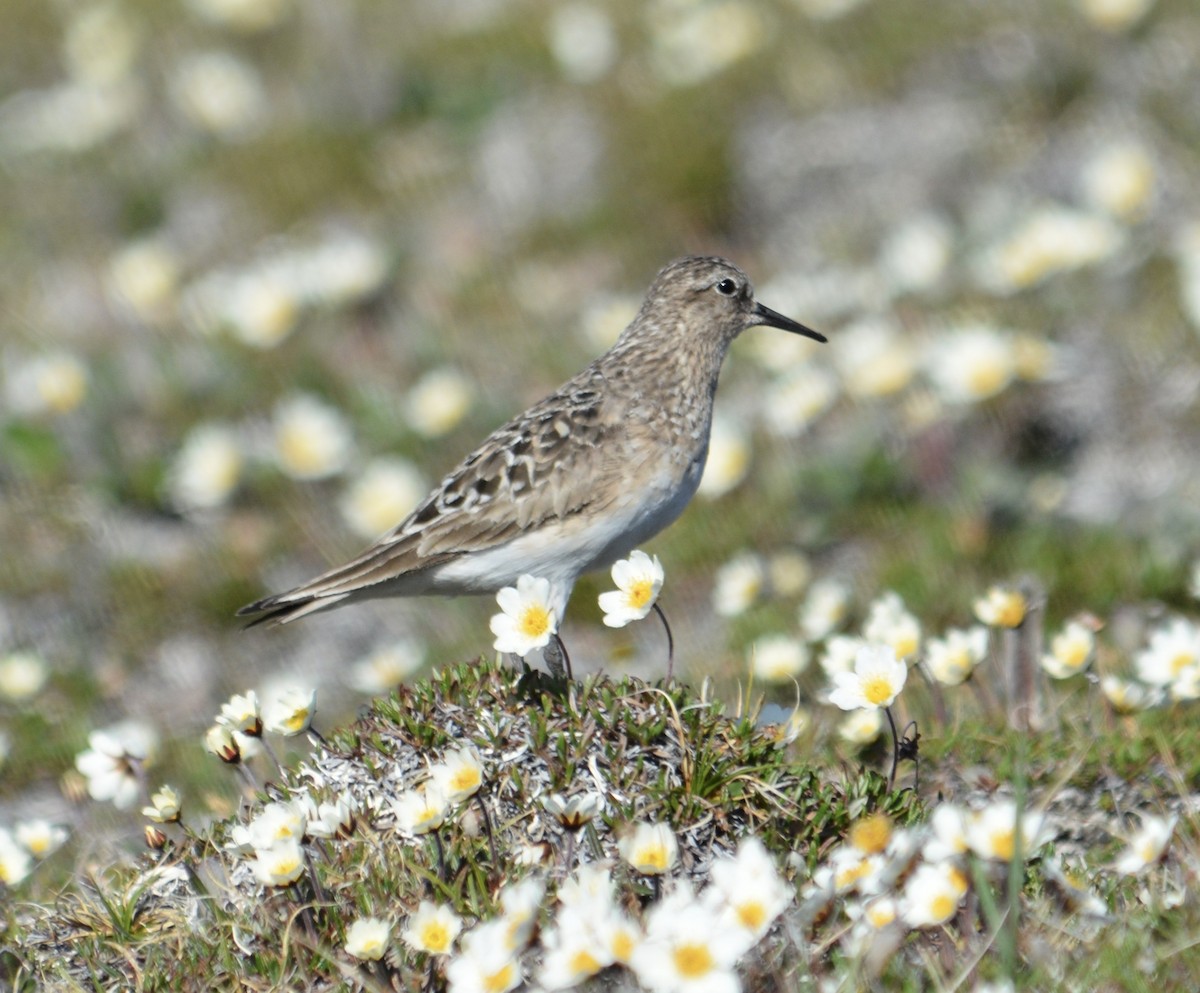 Baird's Sandpiper - ML600293451