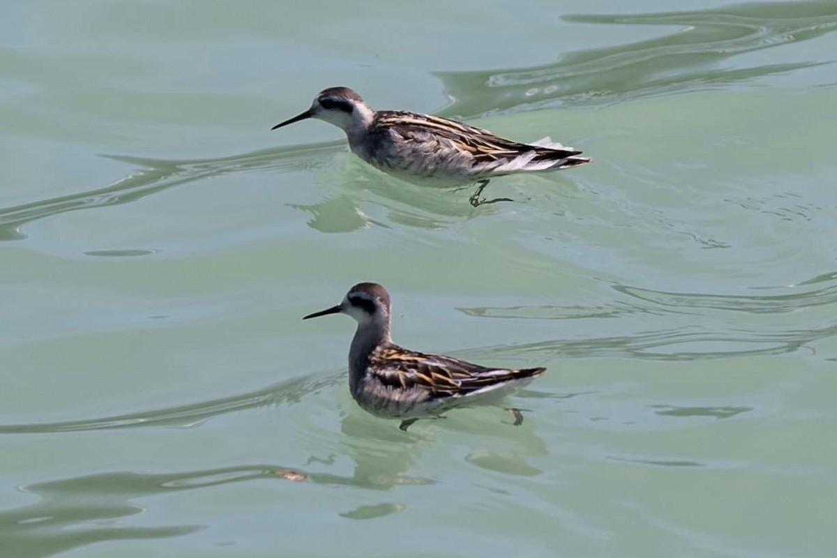 Red-necked Phalarope - D. Lloyd