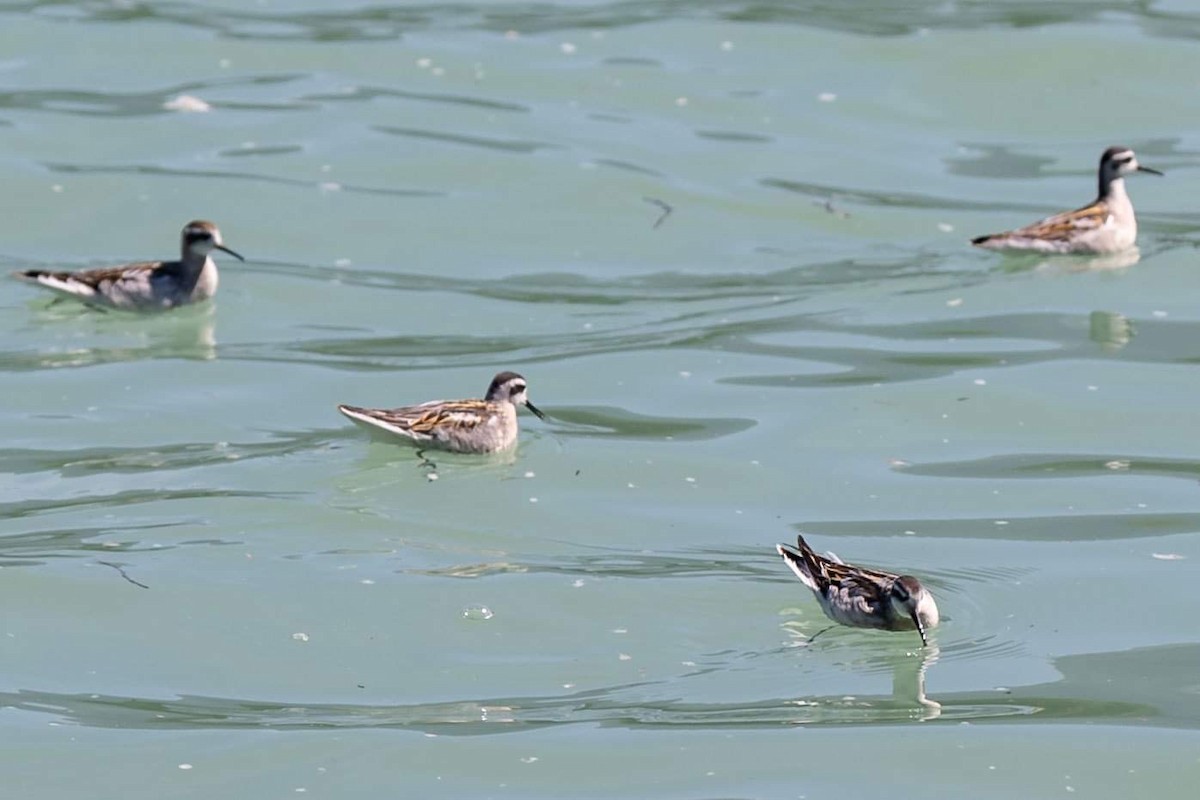 Red-necked Phalarope - D. Lloyd