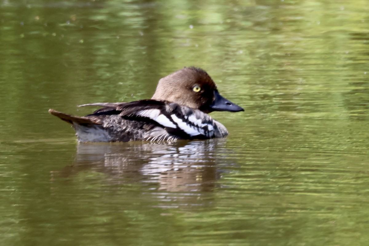 Common Goldeneye - ML600293881