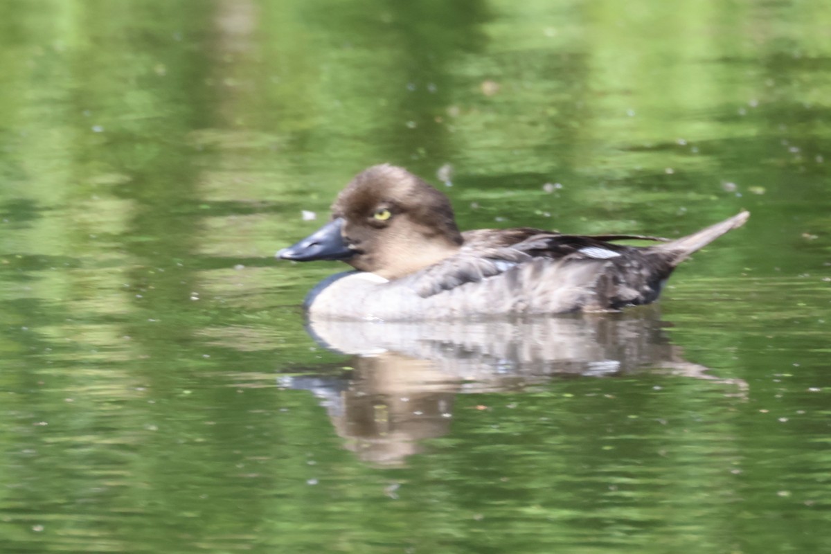 Common Goldeneye - ML600293891