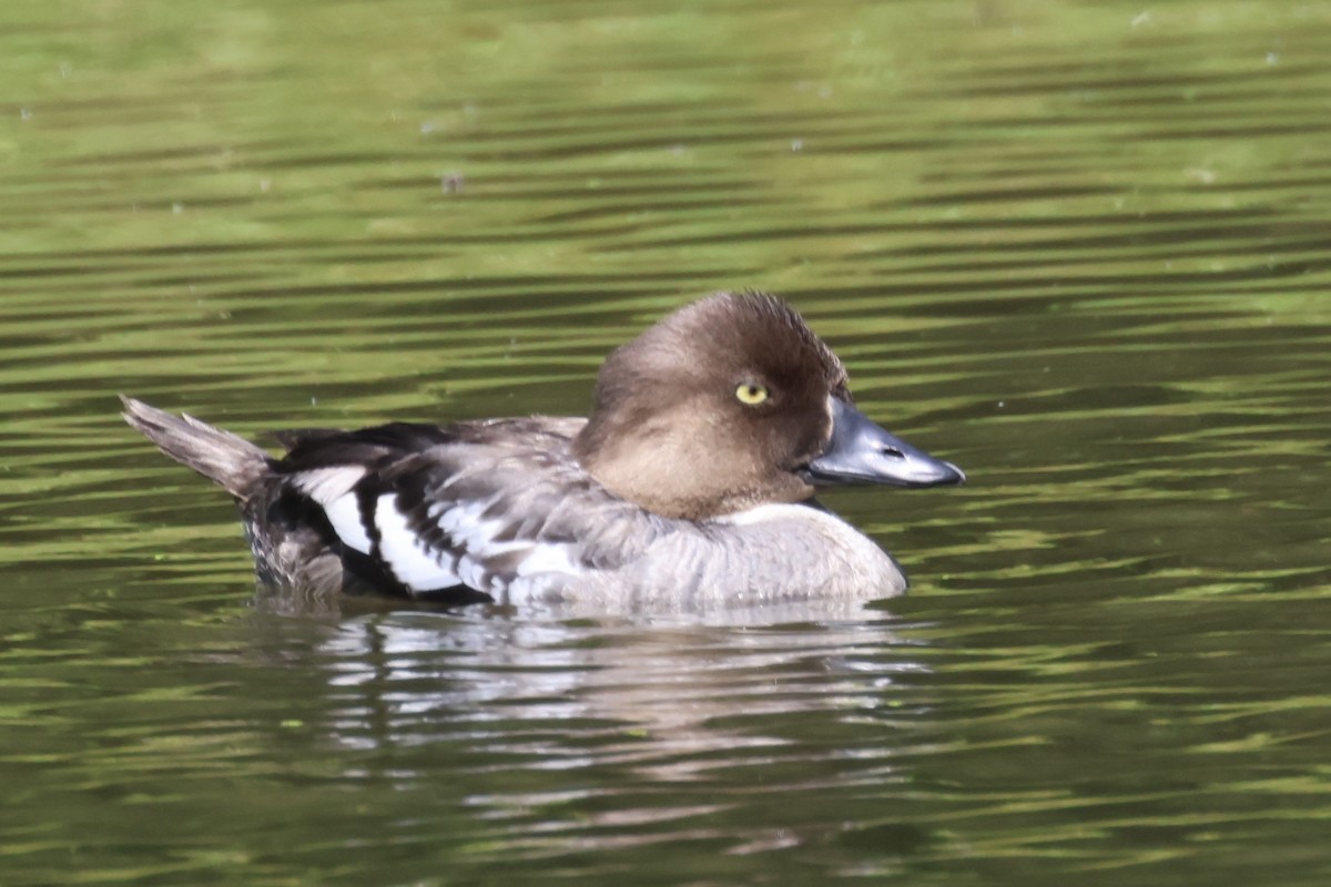 Common Goldeneye - ML600293901