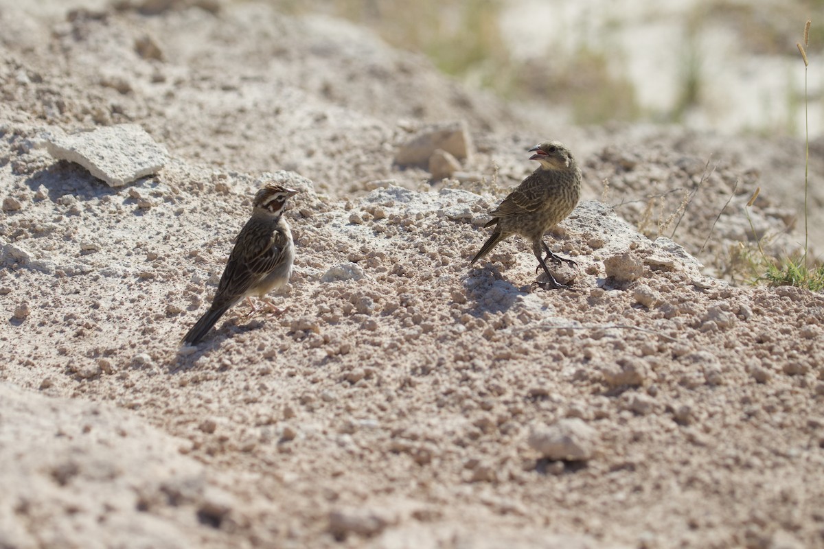 Lark Sparrow - Mary Keleher