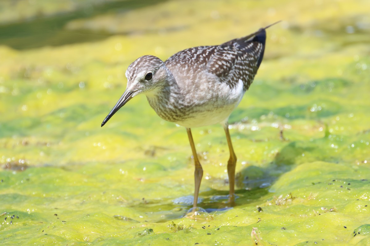 Lesser Yellowlegs - Patty Berry