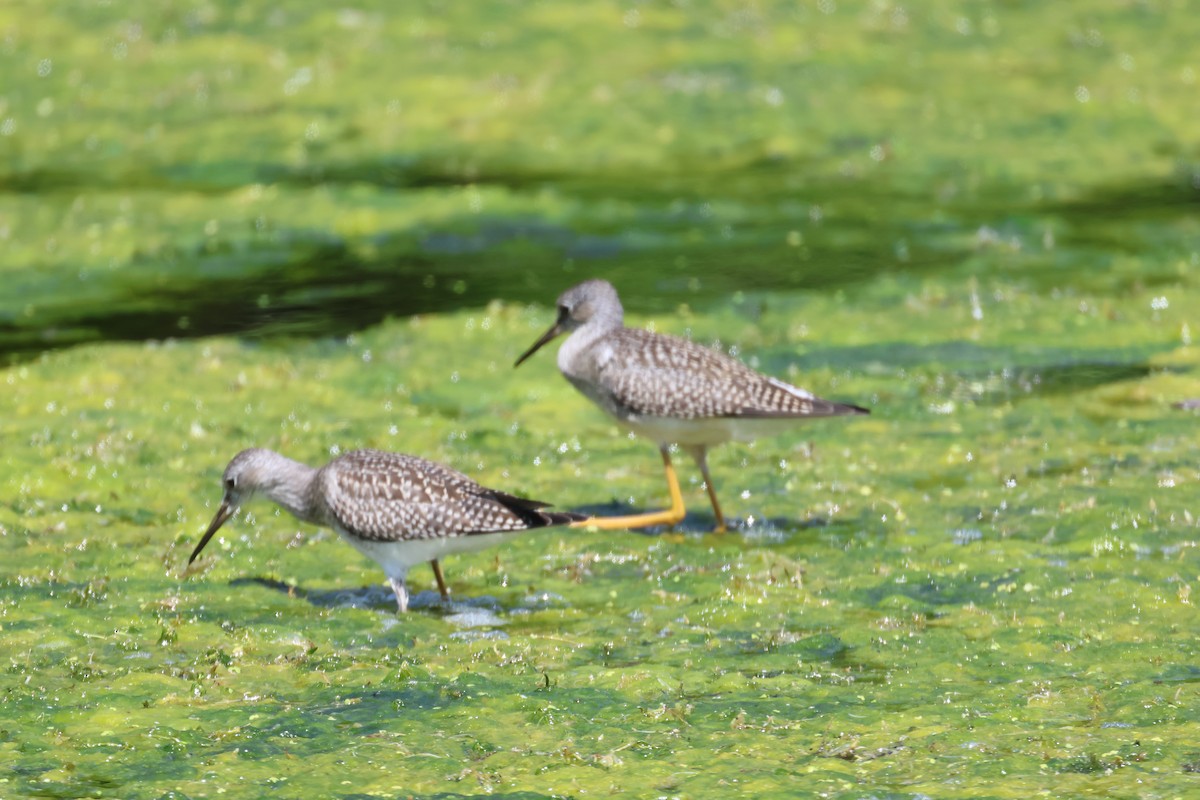 Lesser Yellowlegs - Patty Berry