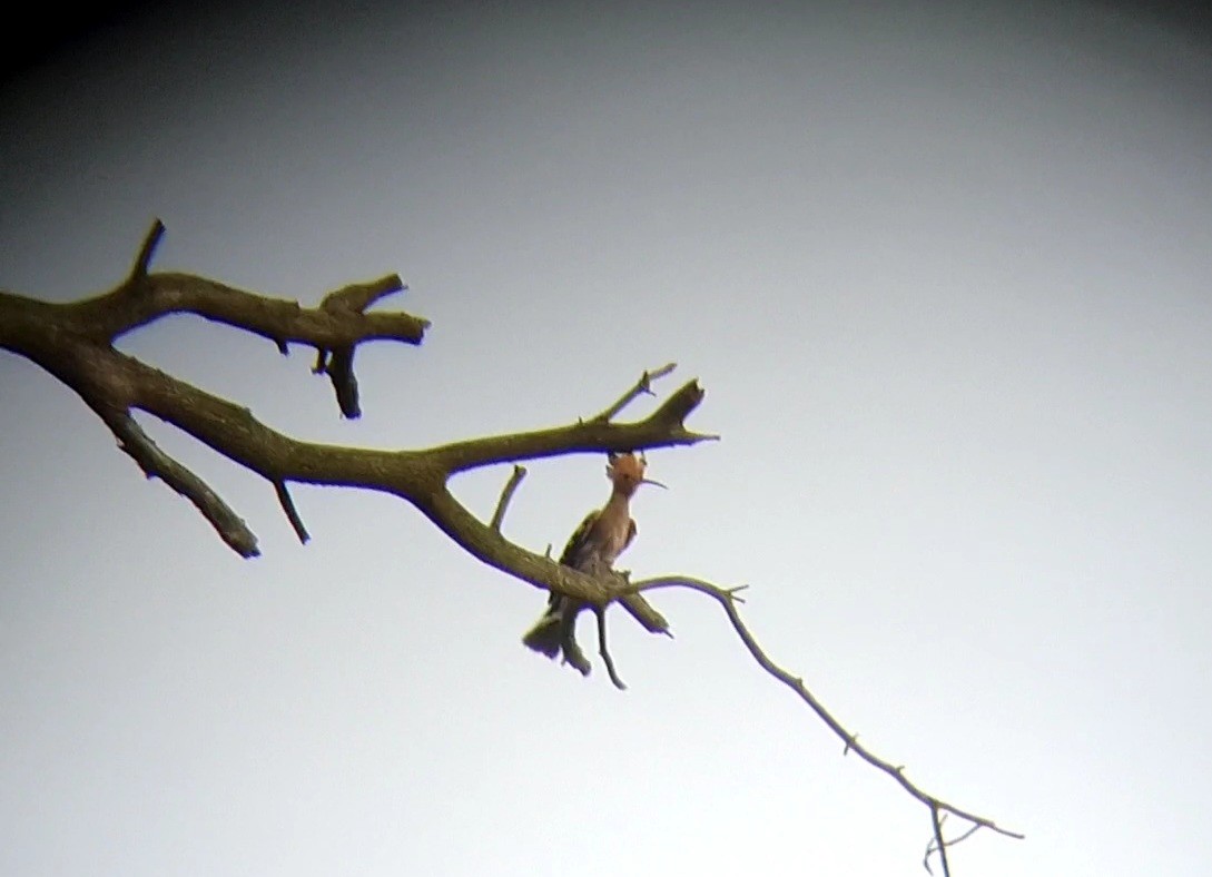 Eurasian Hoopoe - ML600294841