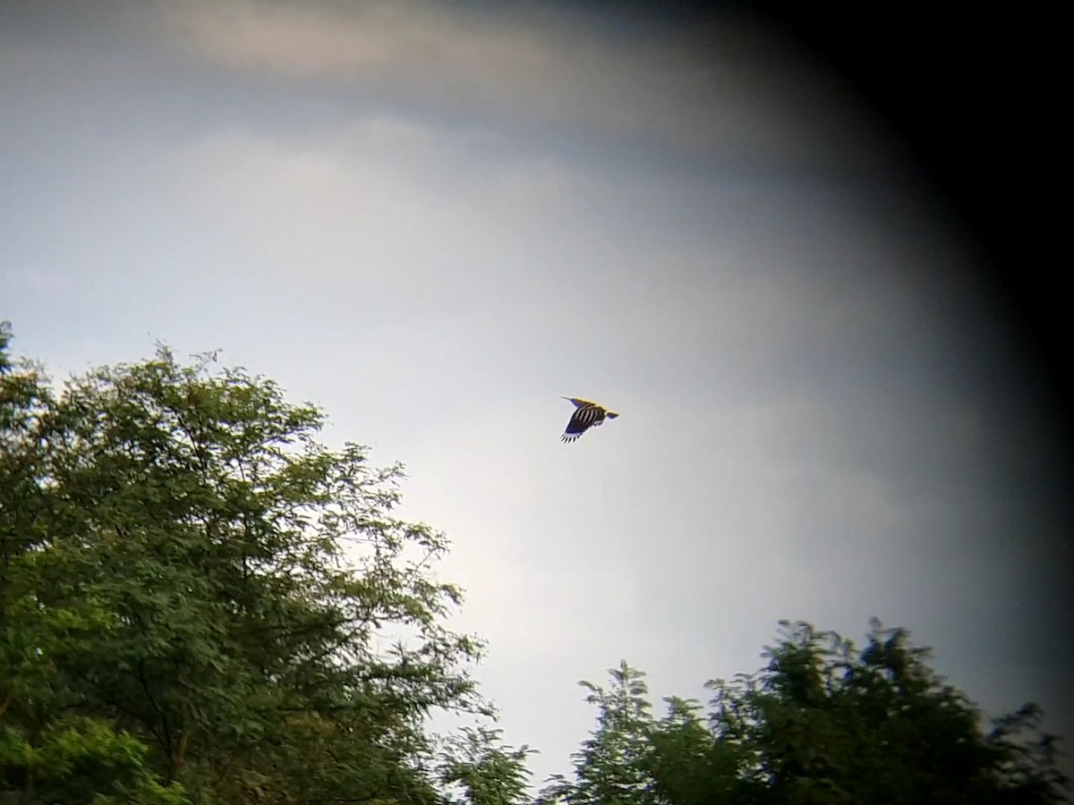 Eurasian Hoopoe - ML600294851