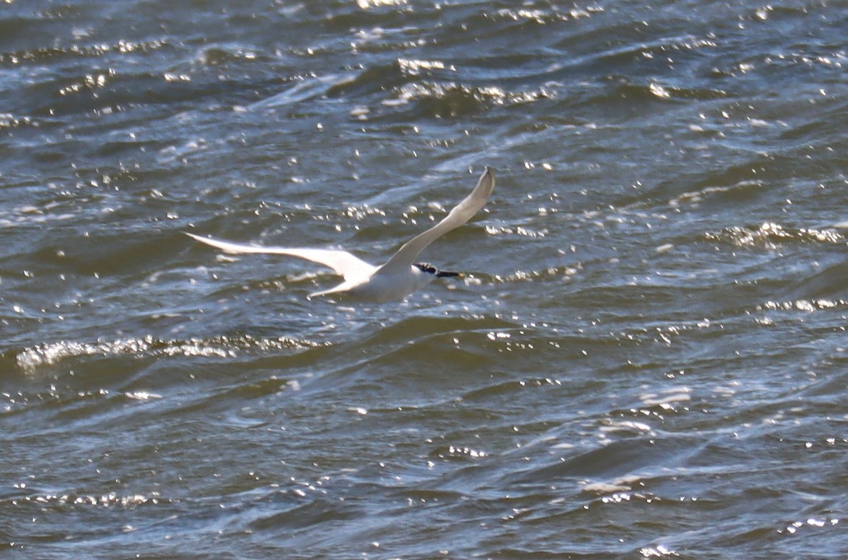 Sandwich Tern - ML600294921