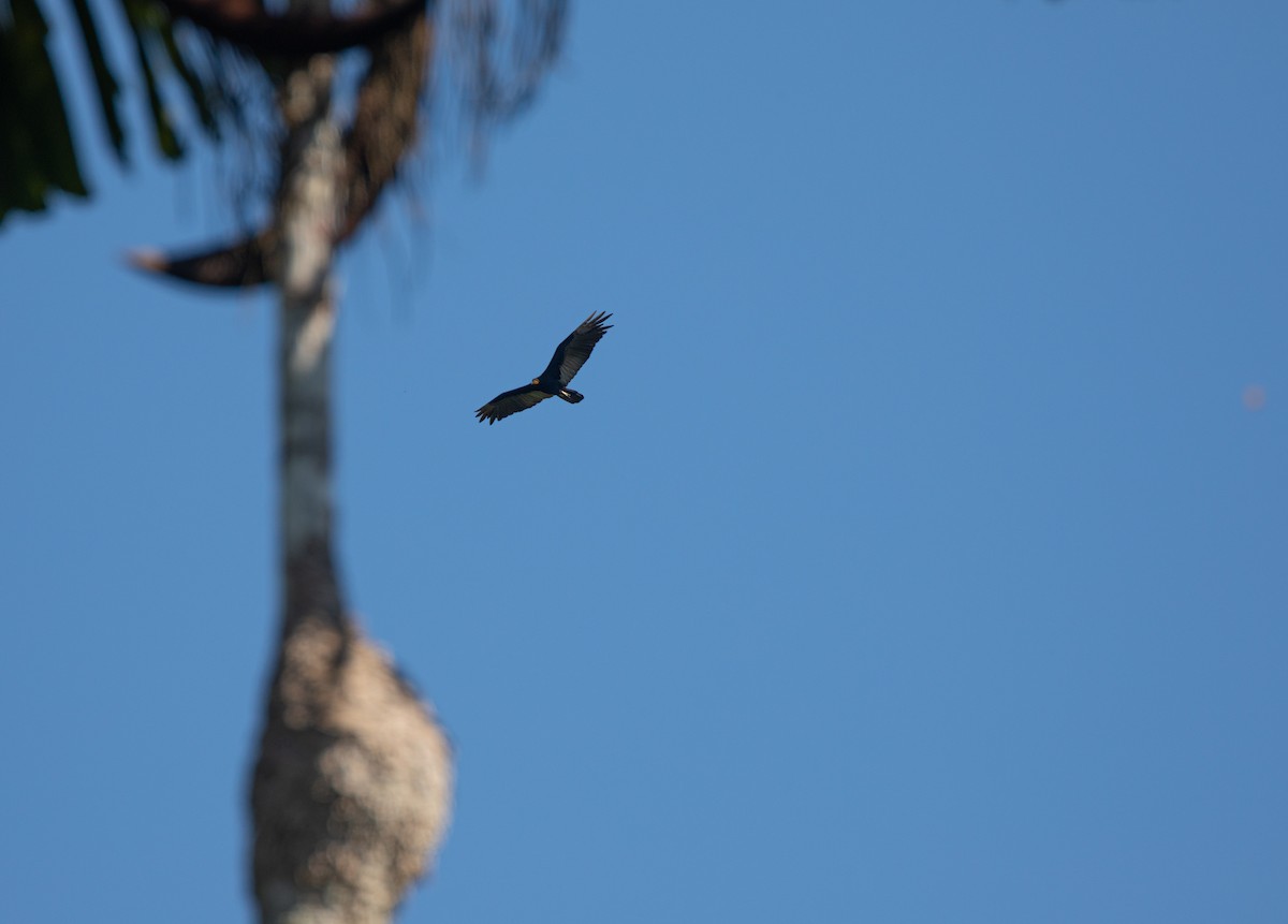 Greater Yellow-headed Vulture - ML600295301