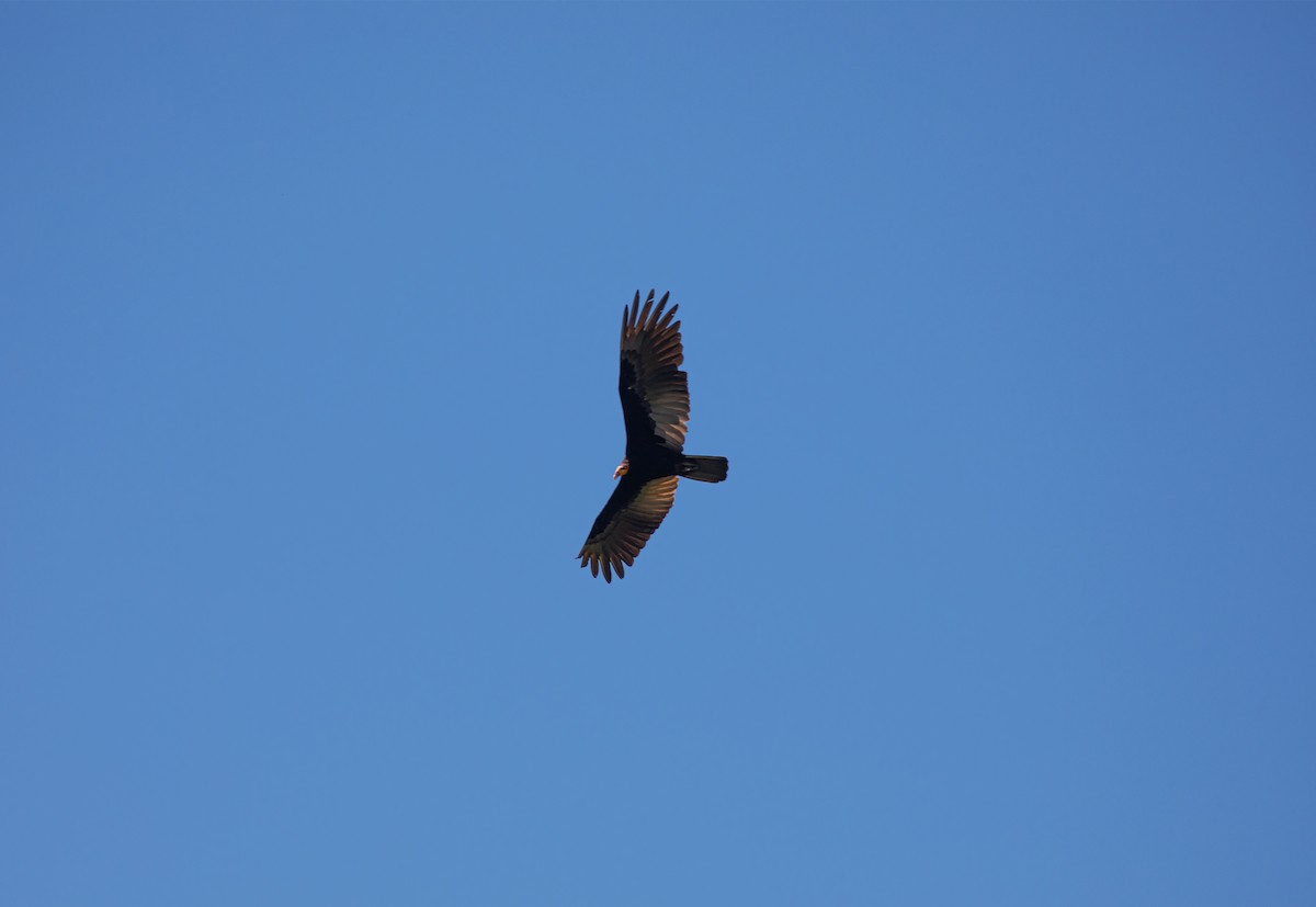 Greater Yellow-headed Vulture - ML600295311