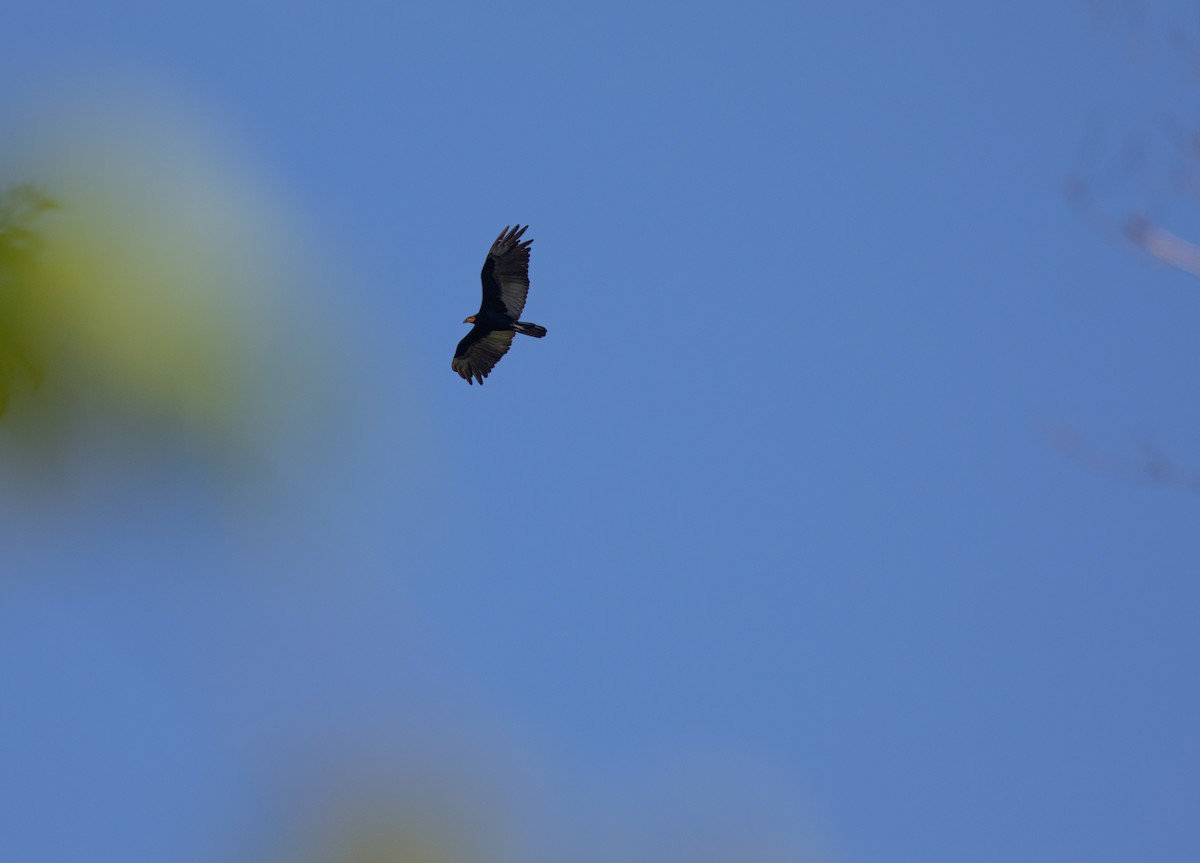 Greater Yellow-headed Vulture - ML600295321