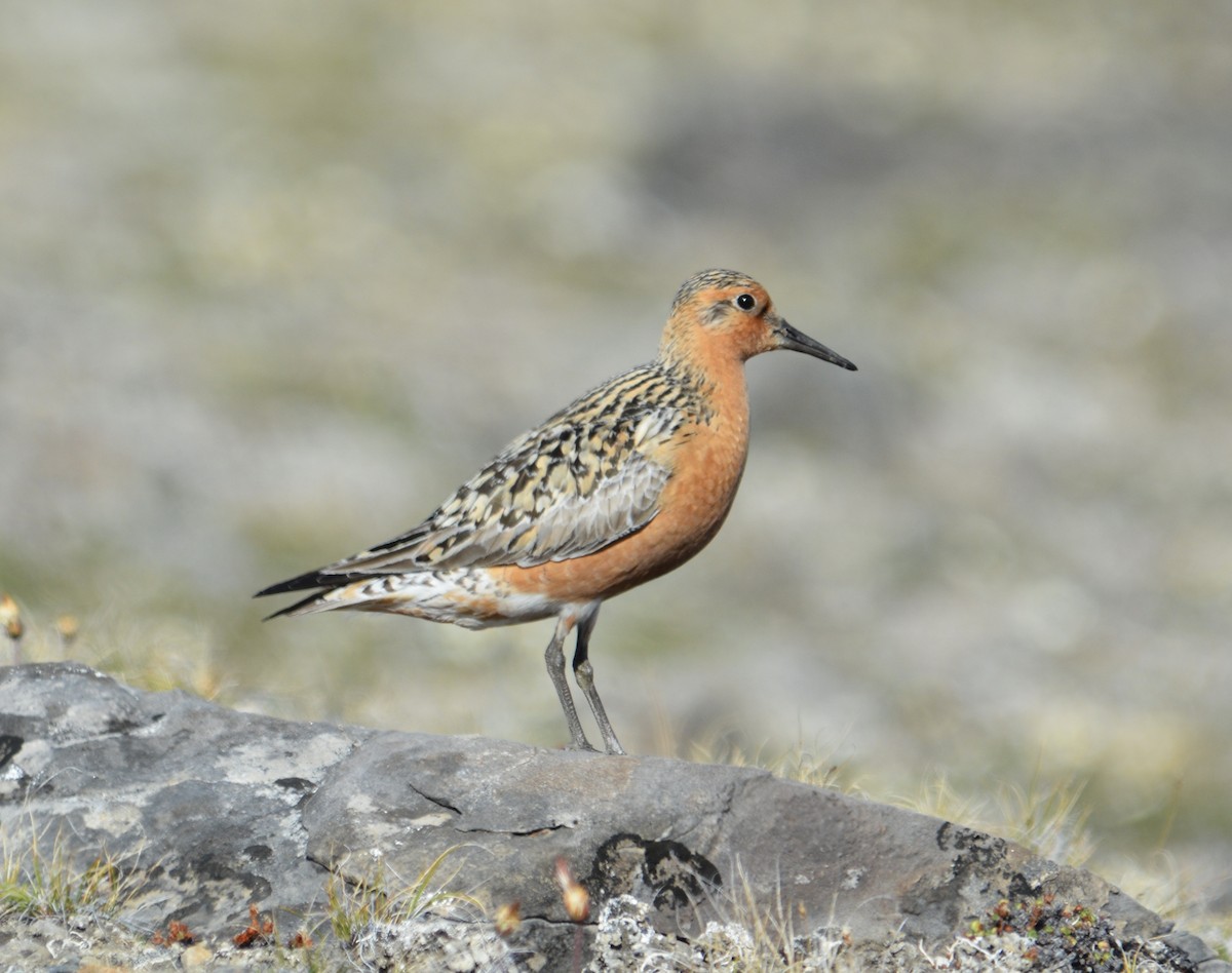 Red Knot - ML600295521