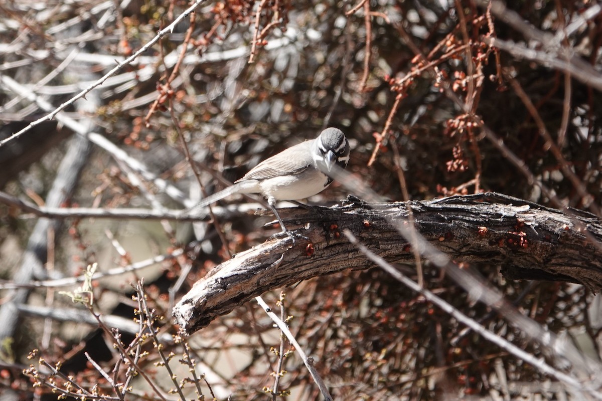 Black-throated Sparrow - ML600296841