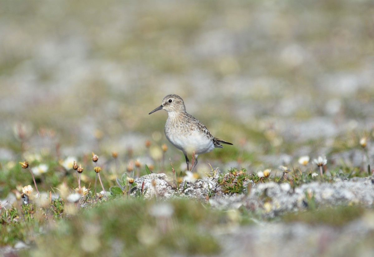 Baird's Sandpiper - Anthony Zerafa