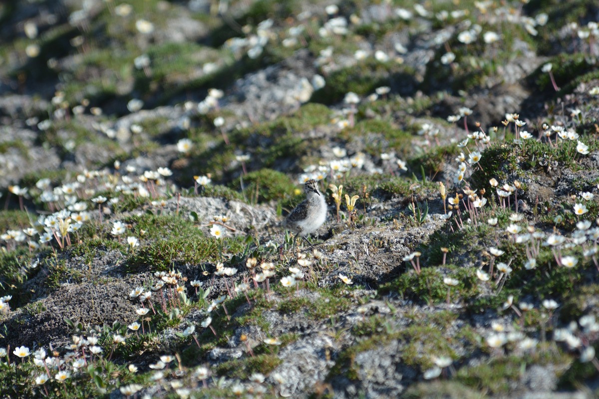 Baird's Sandpiper - Anthony Zerafa