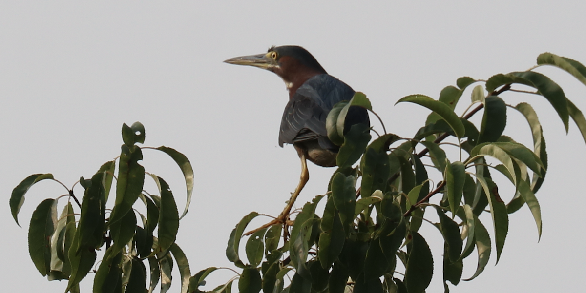 Green Heron - ML600299681