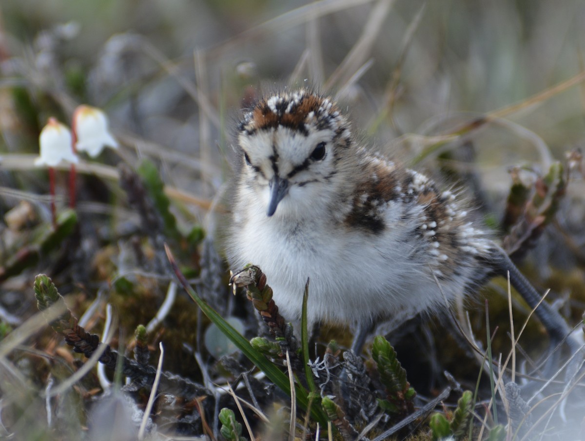 Baird's Sandpiper - ML600301171