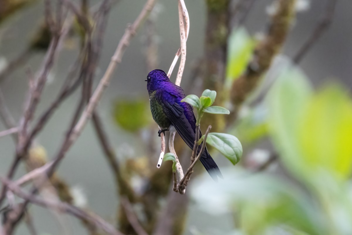 Purple-backed Thornbill - ML600301281