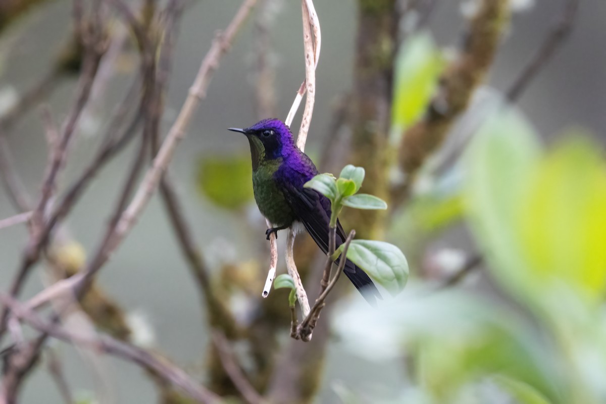 Purple-backed Thornbill - ML600301301