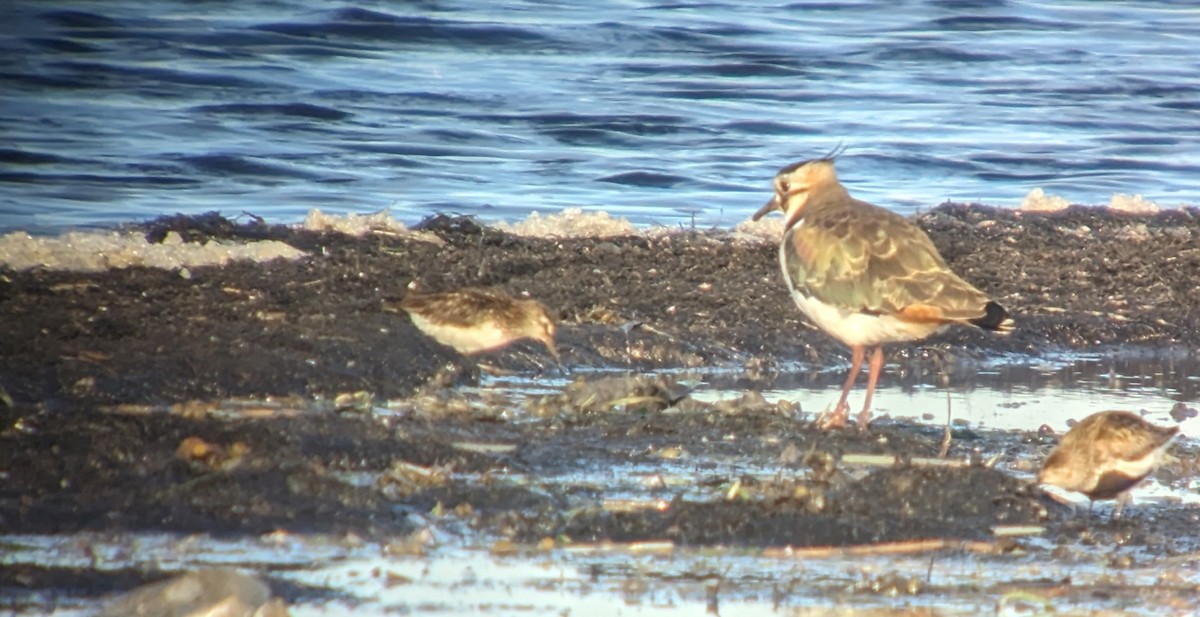 Broad-billed Sandpiper - ML600301741