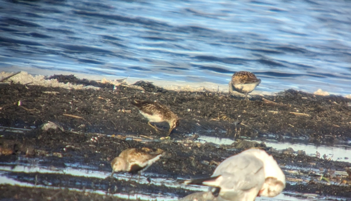 Broad-billed Sandpiper - ML600301751