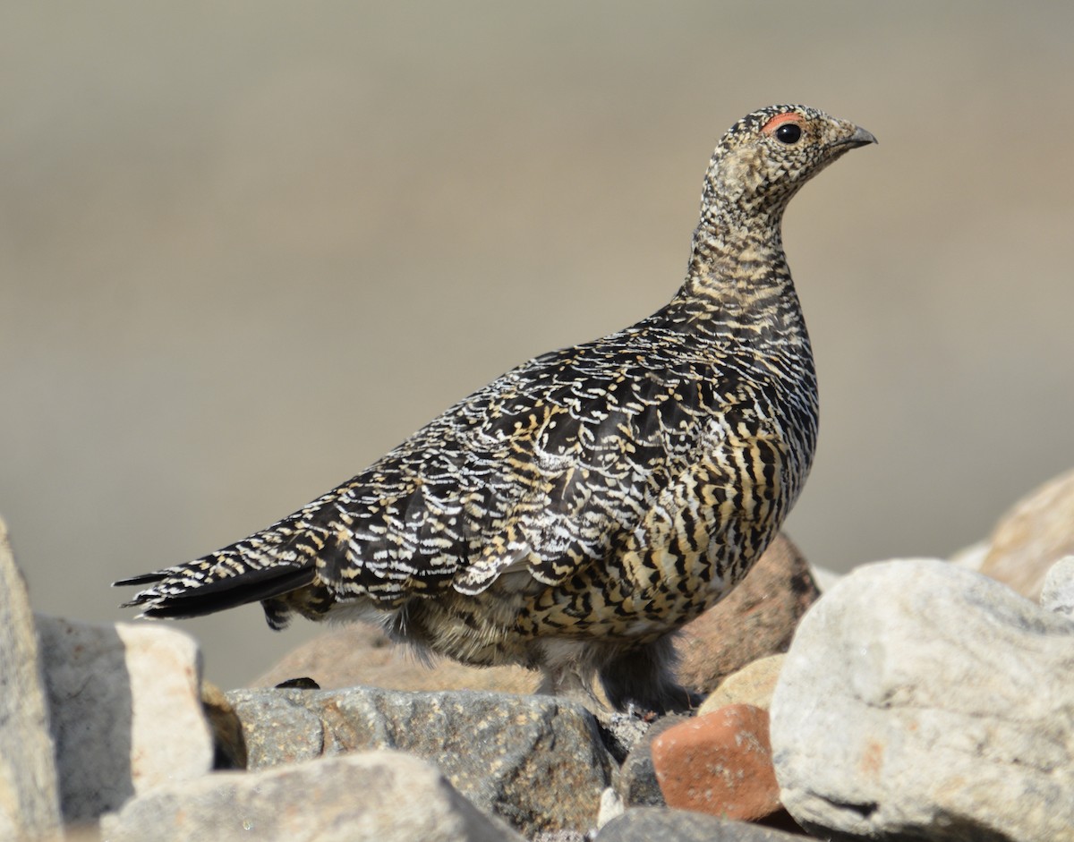 Rock Ptarmigan - Anthony Zerafa