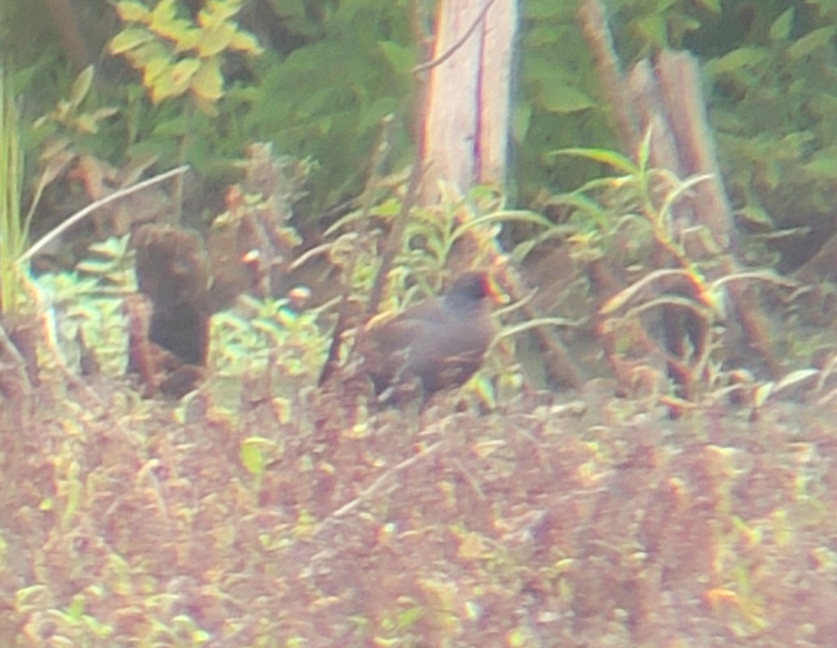 Common Gallinule - ML600302281
