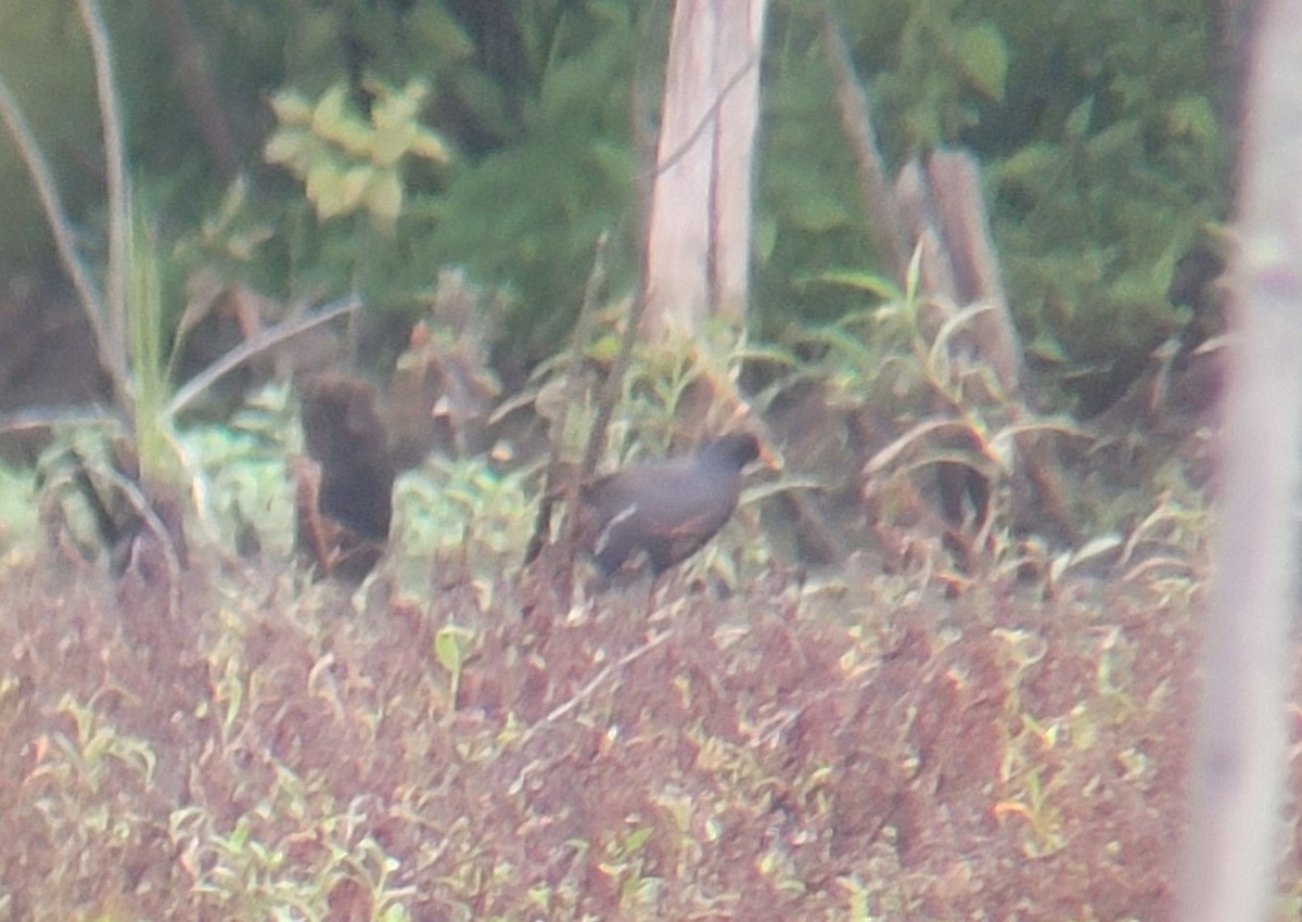 Common Gallinule - ML600302291