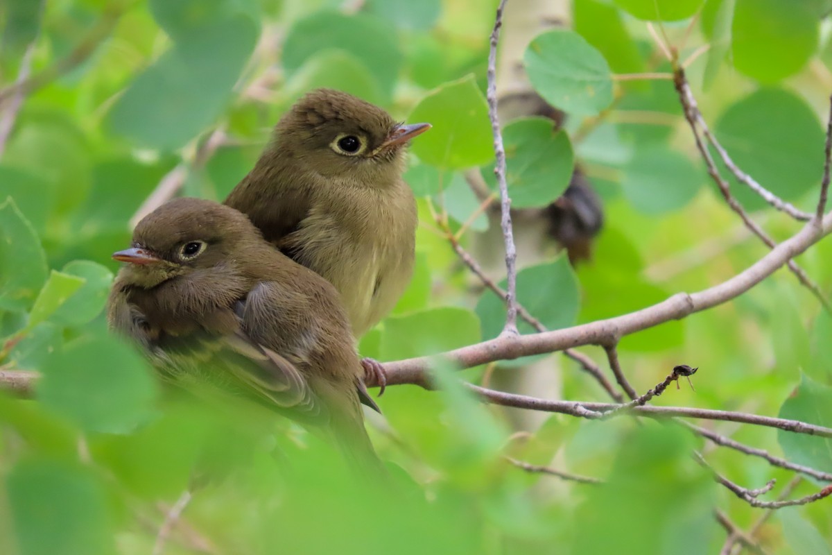 Western Flycatcher (Cordilleran) - Annika Abbott