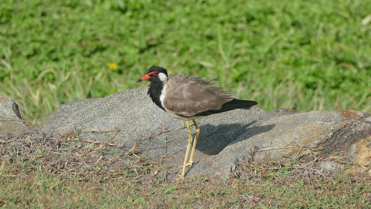 Red-wattled Lapwing - ML600302601