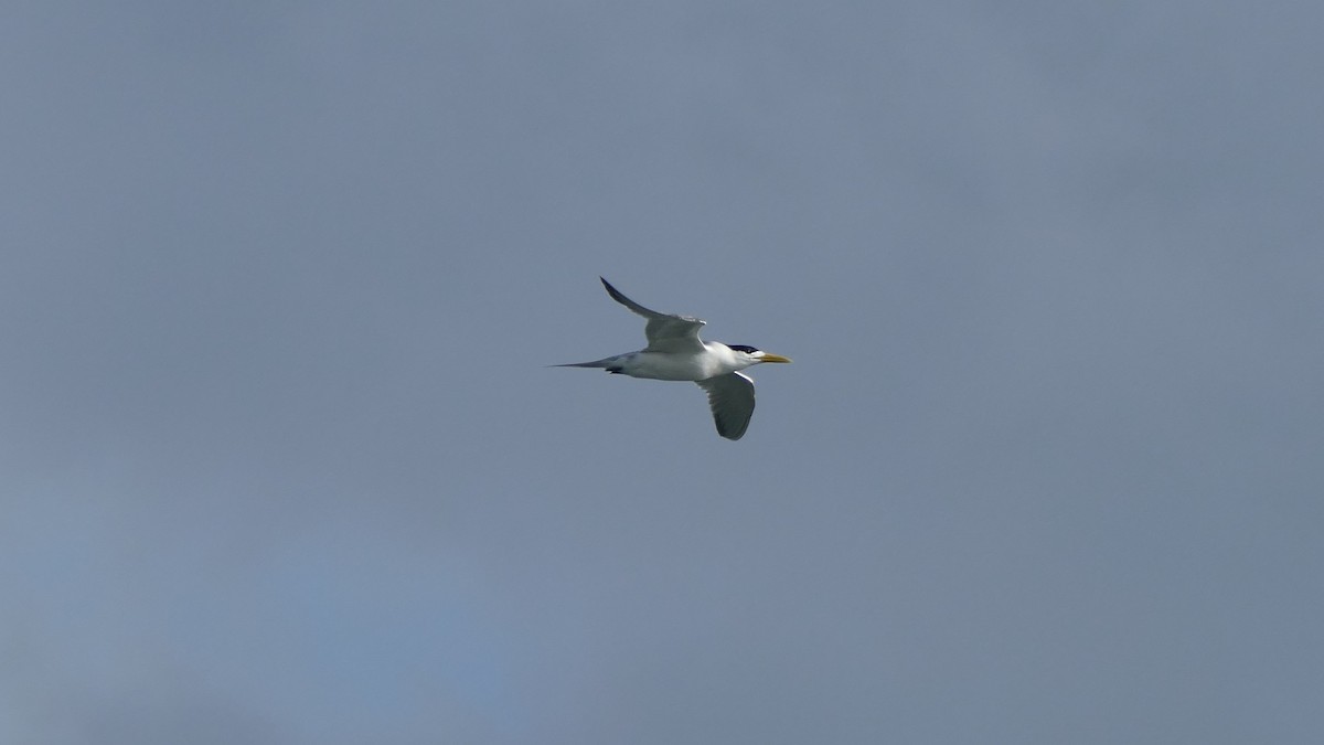 Great Crested Tern - ML600302681
