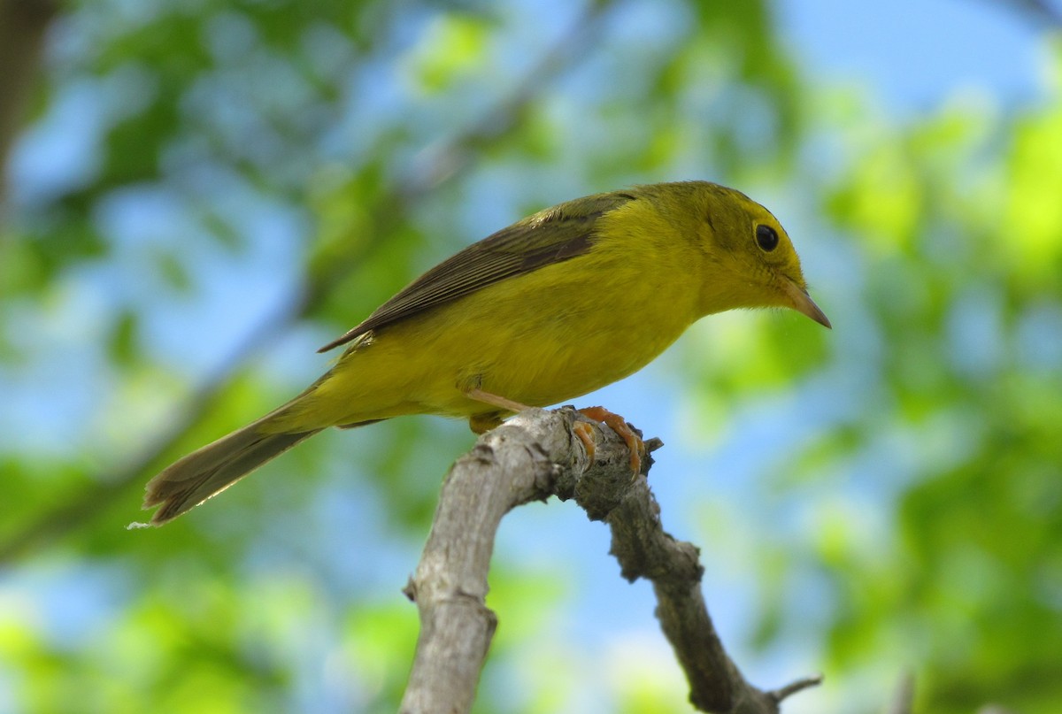 Wilson's Warbler - ML60030271