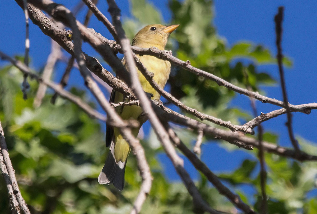 Western Tanager - ML600303281