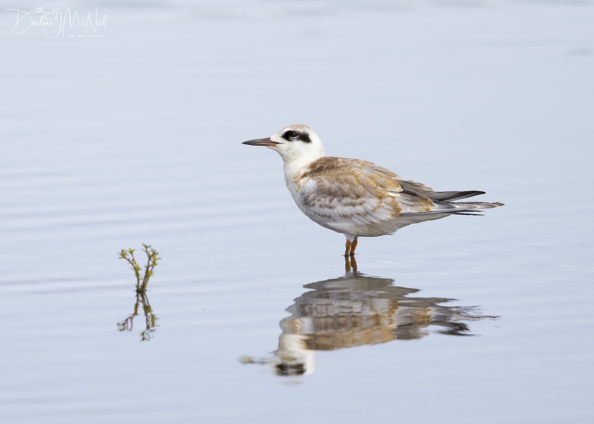 Forster's Tern - Darlene J McNeil