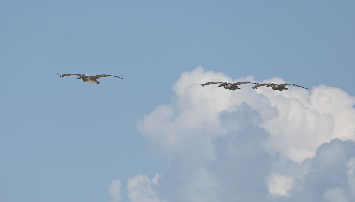 Brown Pelican - ML600304281