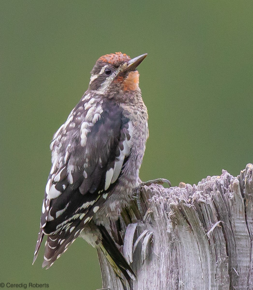 Red-naped Sapsucker - ML600304301