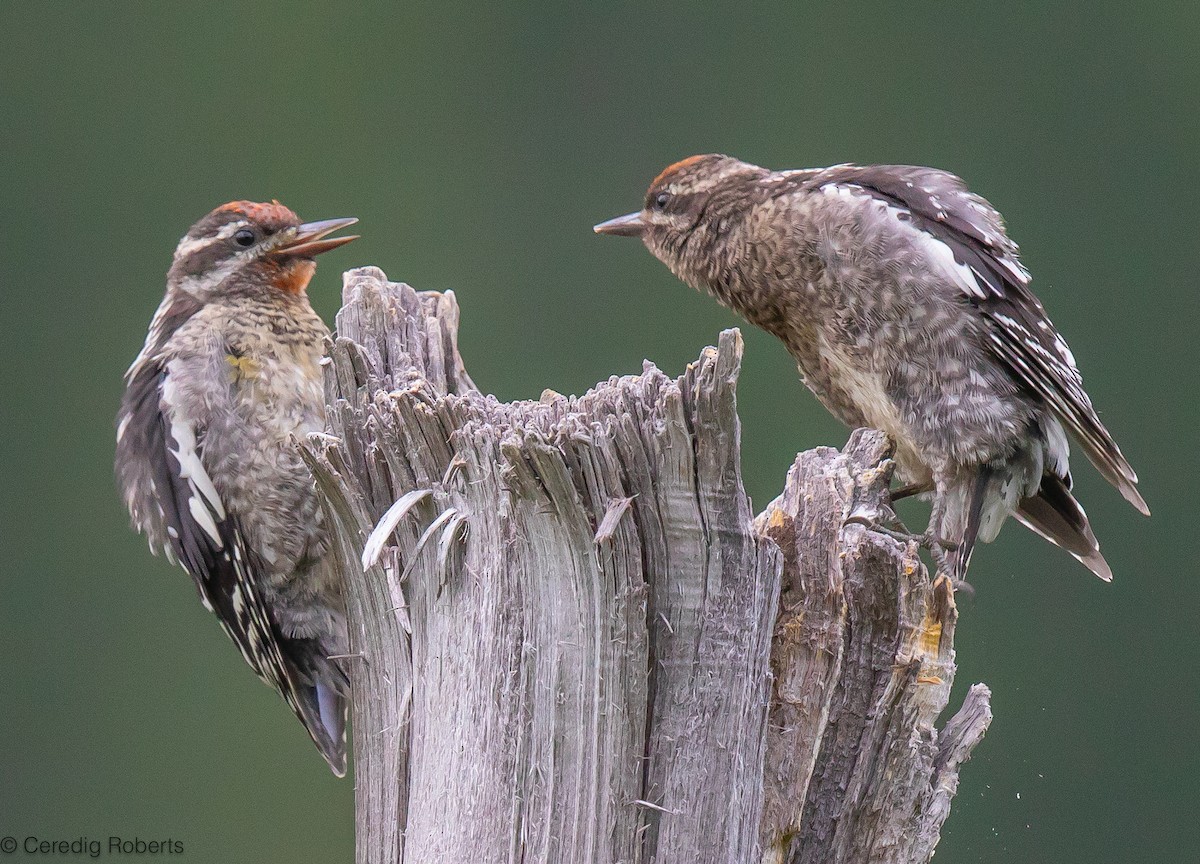 Red-naped Sapsucker - ML600304321