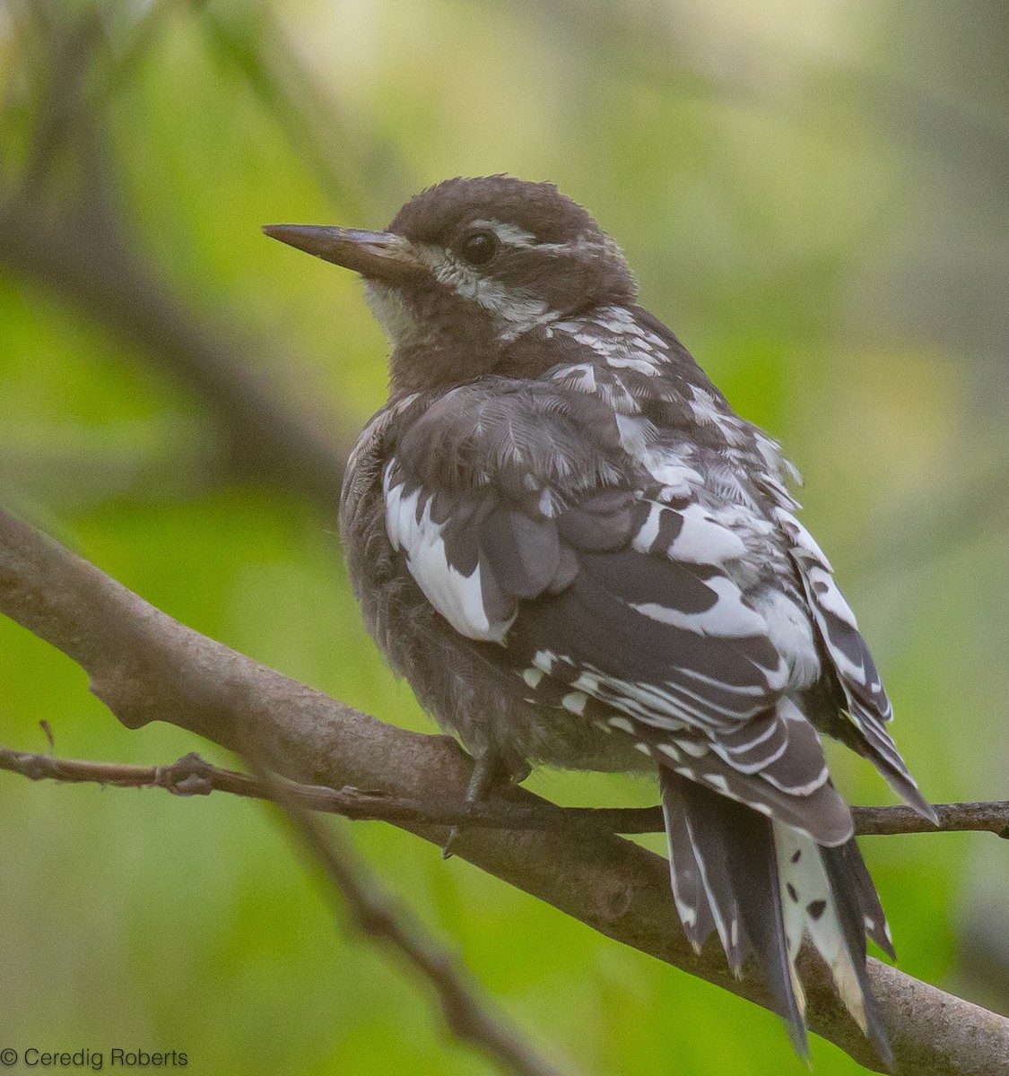 Red-naped Sapsucker - ML600304341