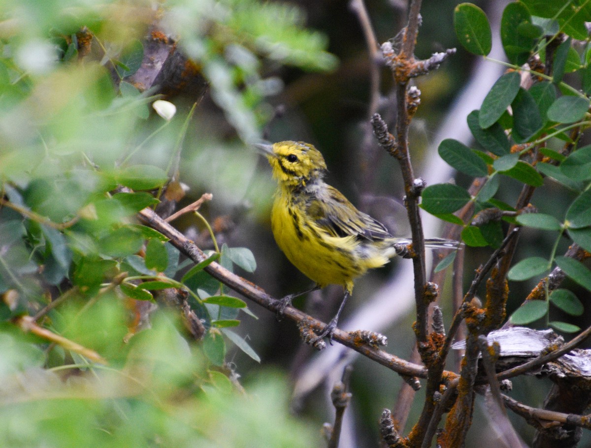 Prairie Warbler - ML600304561