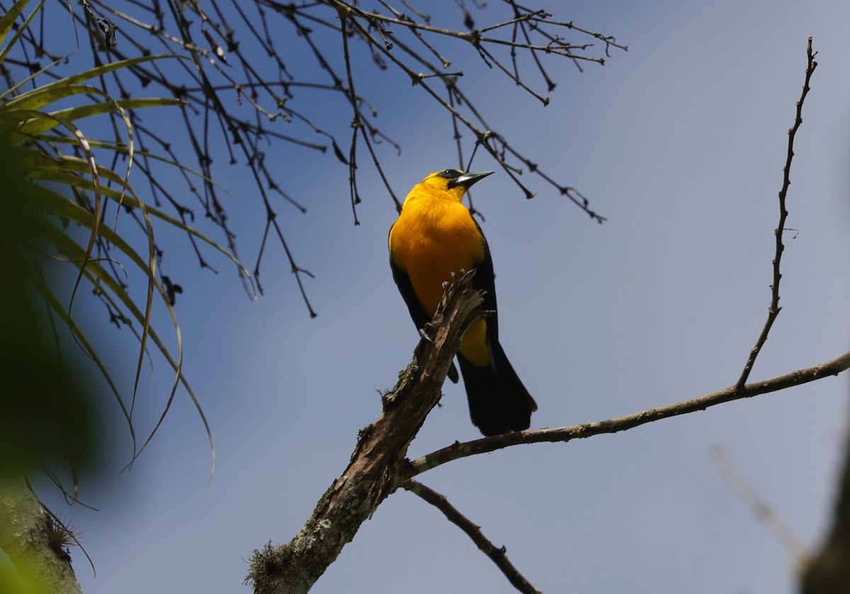 Oriole Blackbird - ML600304881