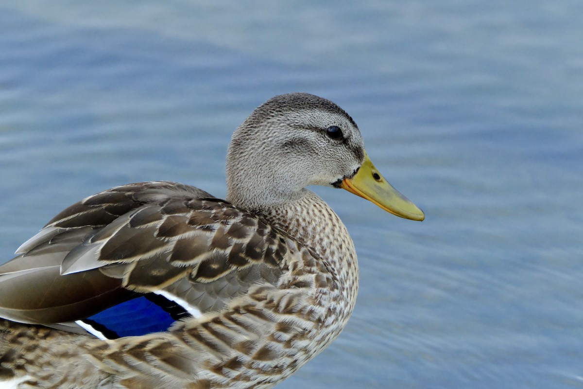 Mallard - ML600305101