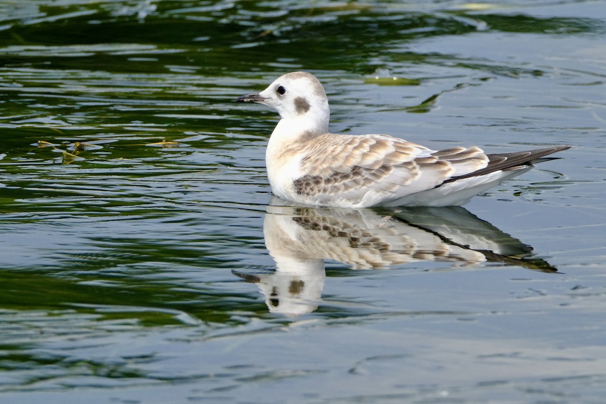 Bonaparte's Gull - ML600305261