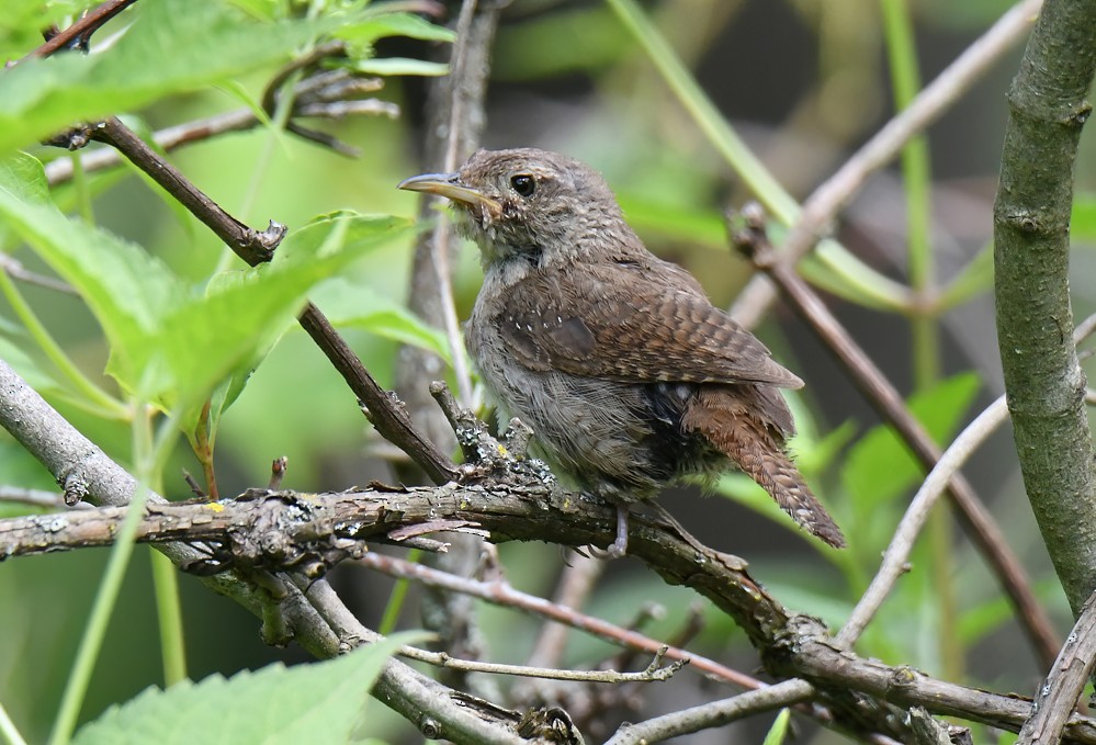 House Wren - ML600305341