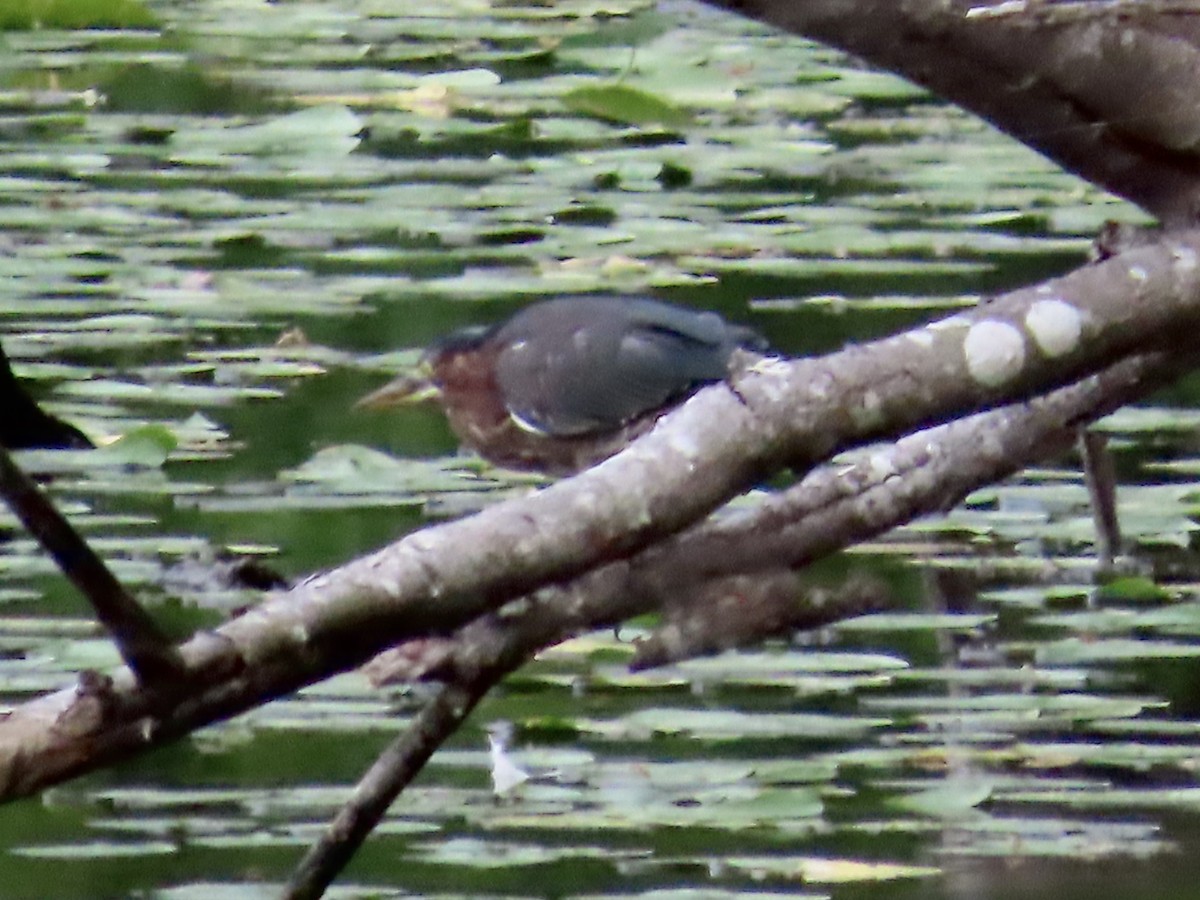 Green Heron - ML600305371