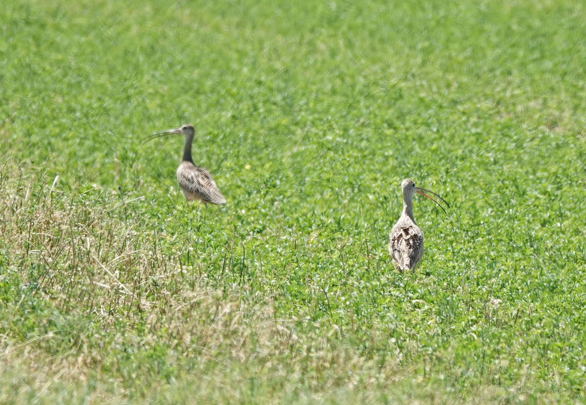 Long-billed Curlew - ML600305481