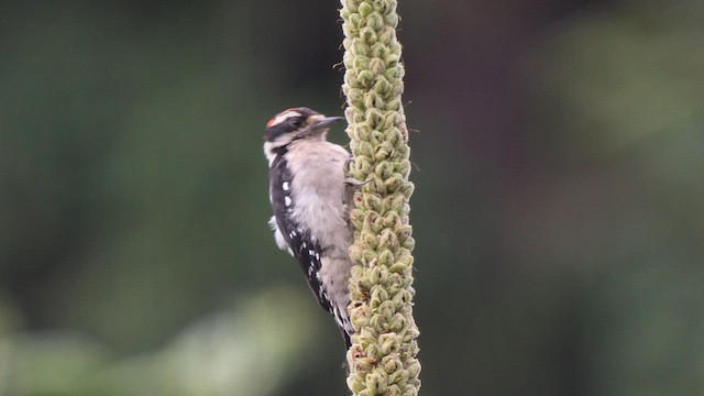 Downy Woodpecker - ML600306151