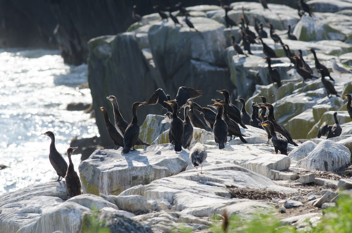 Great Cormorant - Alix d'Entremont