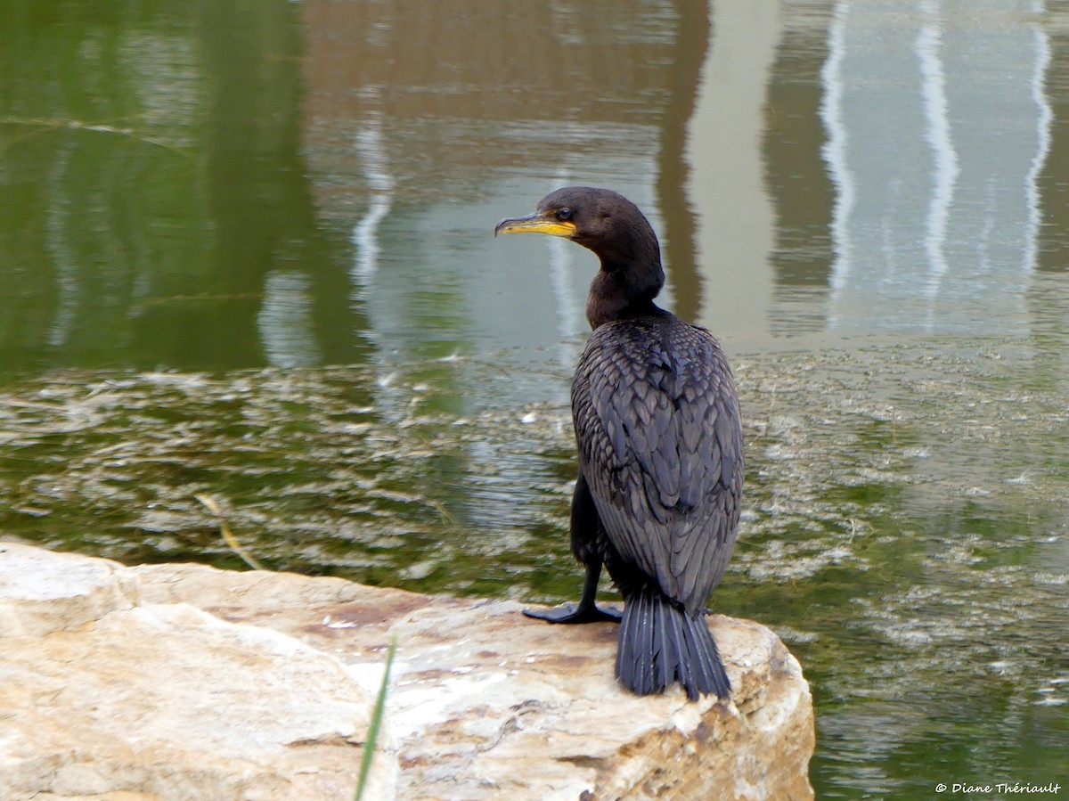 Double-crested Cormorant - ML600307961