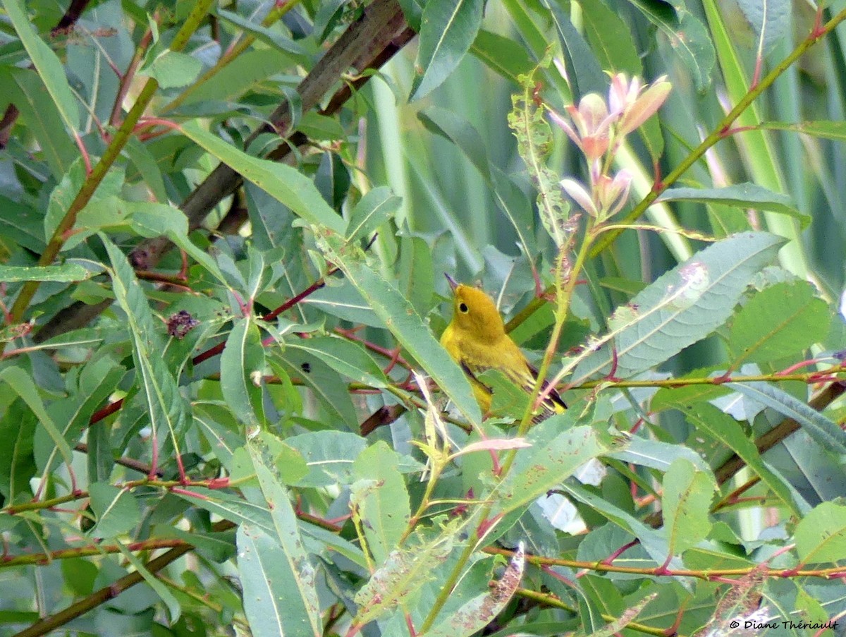 Yellow Warbler - ML600308051
